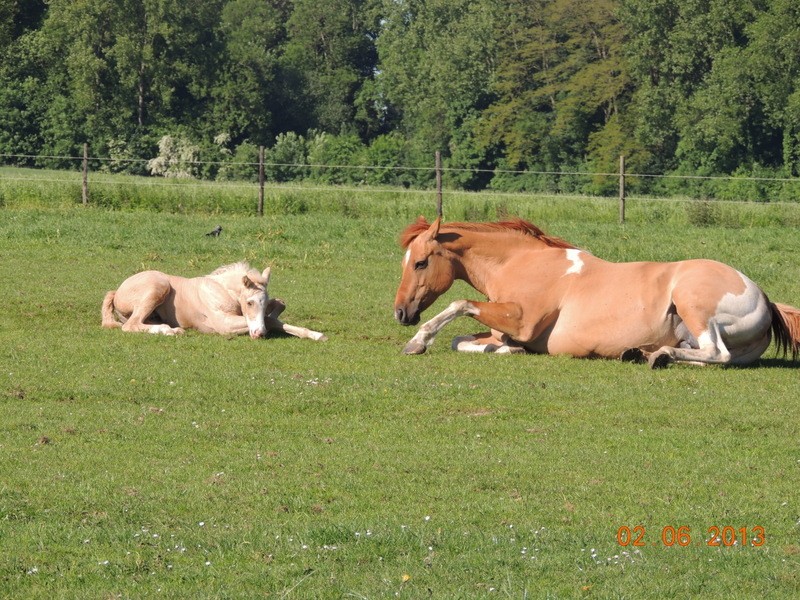 Les chevaux de l'élevage Belge où je suis aller! 41010