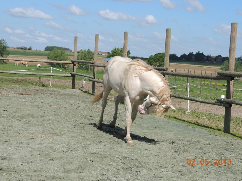 Les chevaux de l'élevage Belge où je suis aller! 48810