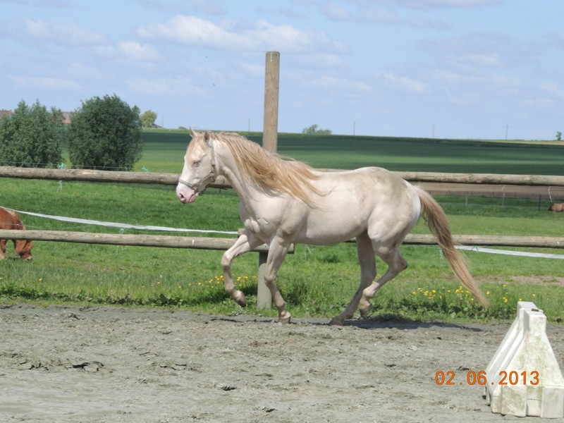 Les chevaux de l'élevage Belge où je suis aller! 49710