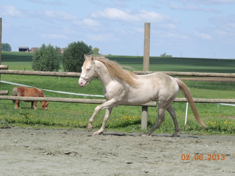 Les chevaux de l'élevage Belge où je suis aller! 49810