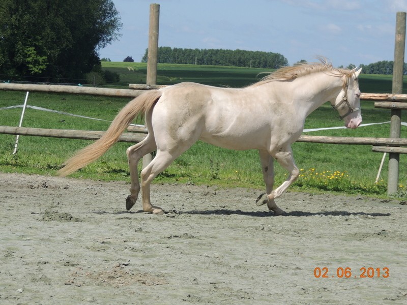 Les chevaux de l'élevage Belge où je suis aller! 50210