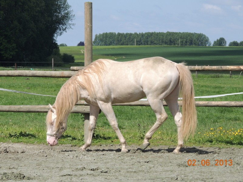 Les chevaux de l'élevage Belge où je suis aller! 51010