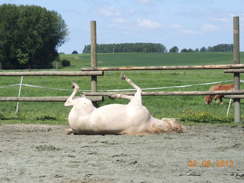 Les chevaux de l'élevage Belge où je suis aller! 53410