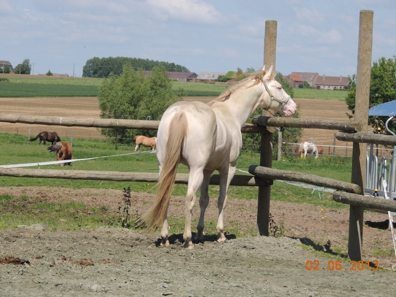 Les chevaux de l'élevage Belge où je suis aller! 54610