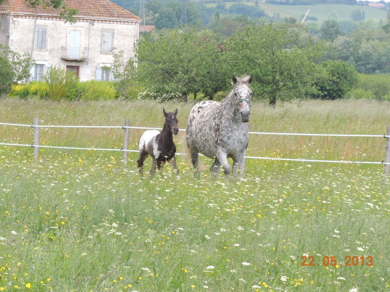 Mes chevaux, un mélange d'un peu tout le monde! - Page 5 Dodge_24