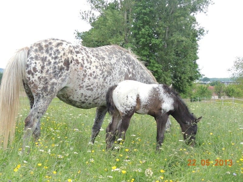 Mes chevaux, un mélange d'un peu tout le monde! - Page 5 Dodge_27