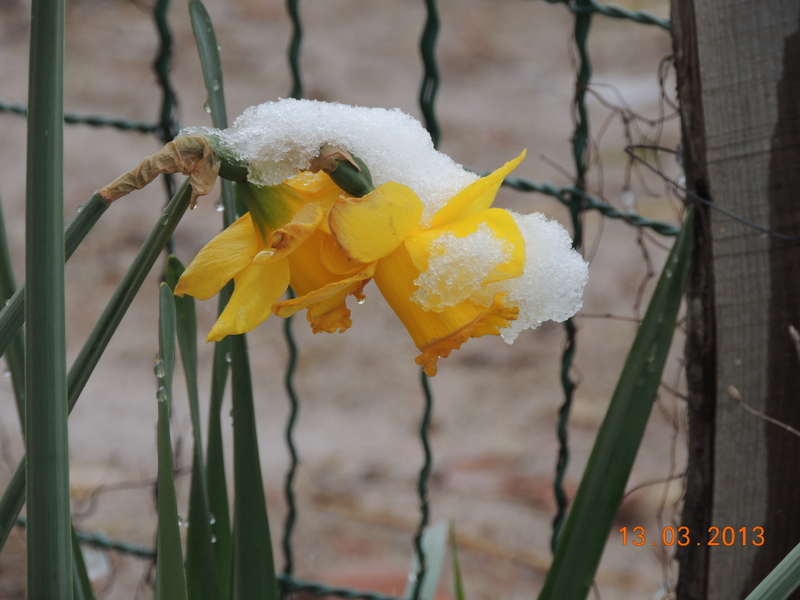 Vos plus belles rencontres avec la nature - Page 17 Fleurs10