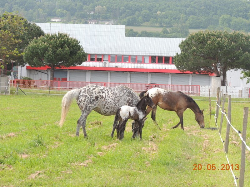 Mes chevaux, un mélange d'un peu tout le monde! - Page 5 Groupe10