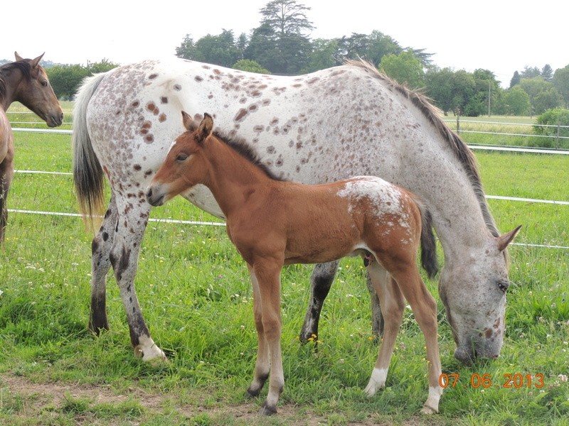 Mes chevaux, un mélange d'un peu tout le monde! - Page 6 Quarin53