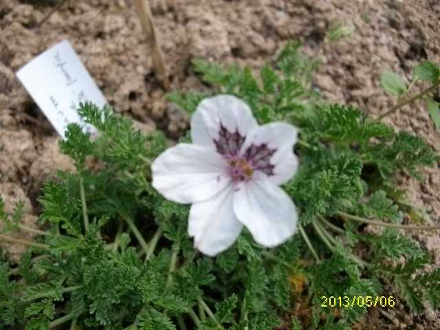 erodium"blanc tachete pourpre" "stephanie" Mai_0315