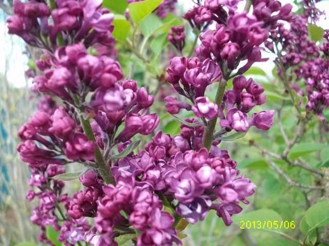 Syringa !!! Mai_0411