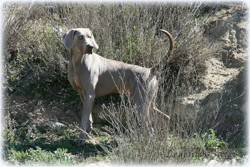 Chiots Braque de Weimar LOF Img_7511