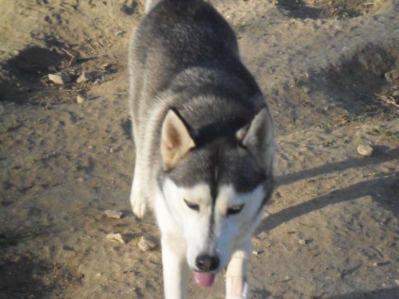 BELLA  husky (f)  née le 4/12/2011   ASSOCIATION :26 ADOPTEE Bella_11