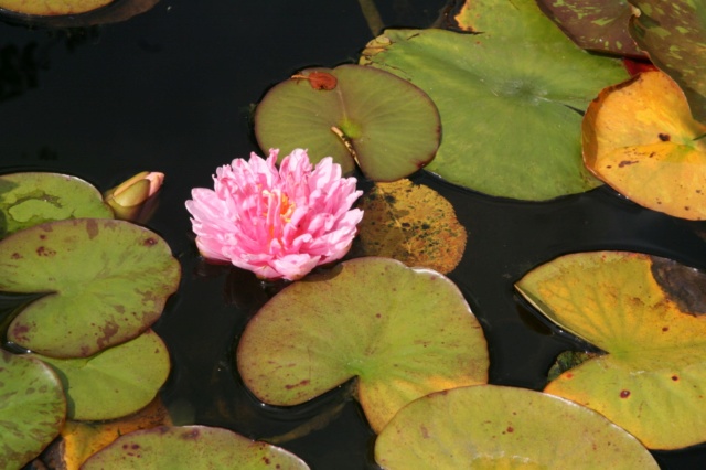 Les nénus de Djédjé Img_2611