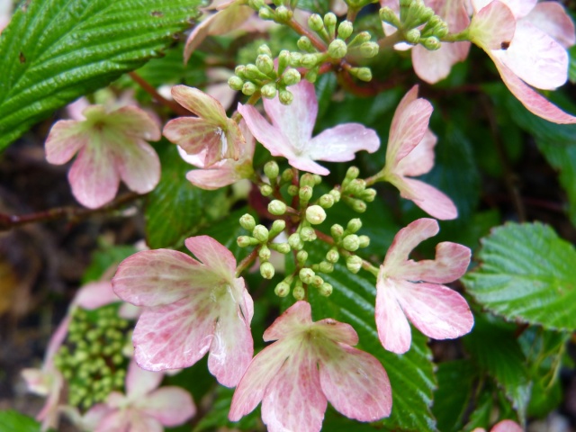 Viburnum plicatum "Molly Schroeder" P1040710