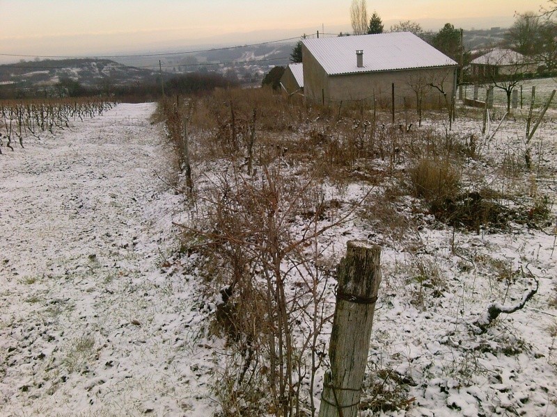 La vigne devient verger Photos21