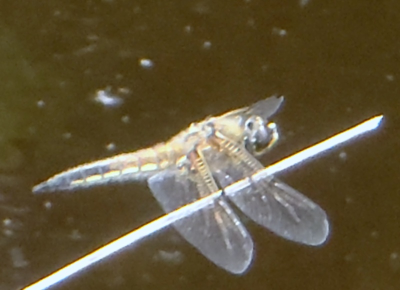 Libellula quadrimaculata P6010811