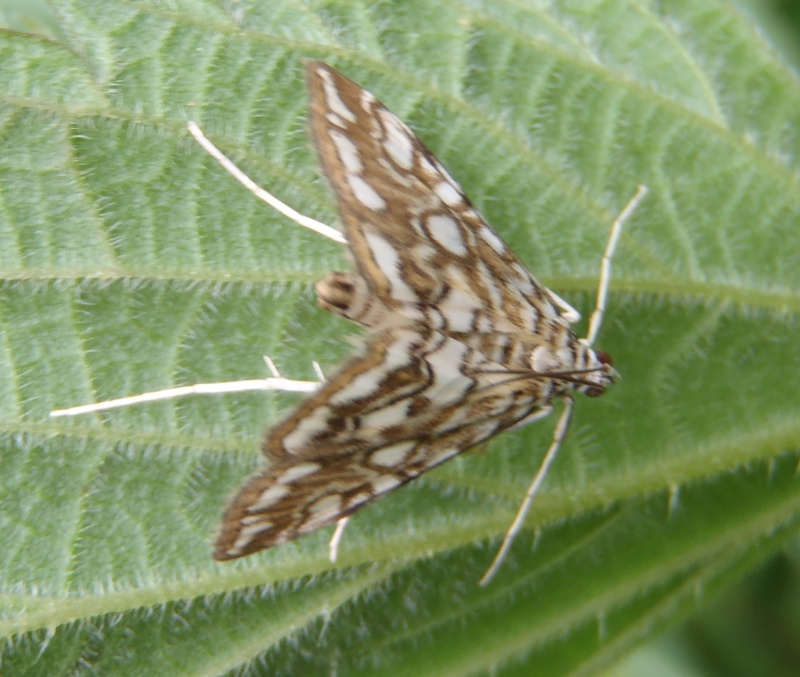 Elophila nympheata P6010813