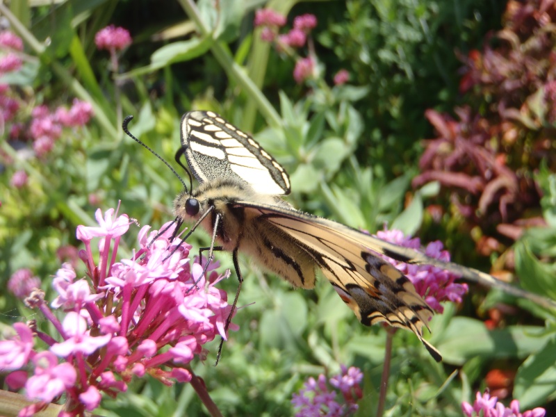 [Papilio machaon] Le machaon est de sortie P6040910