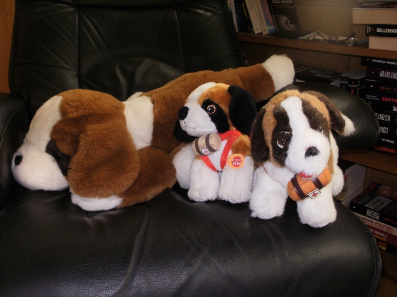 Ma collection de St bernard P5090210