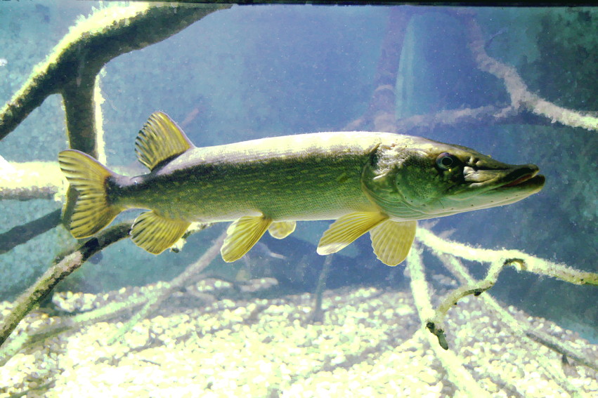 [Zoologie - Poisson] Les 700 dents du lac Esox_h10