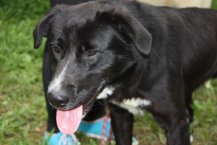 NOUKY  -  croisé Labrador  2 ans  -  REFUGE DE L'ANGOUMOIS A MORNAC  (16) Nouky10