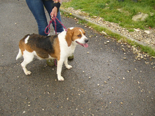 BILLY - beagle 6 ans - Refuge de l'Angoumois à Mornac (16) P1150913