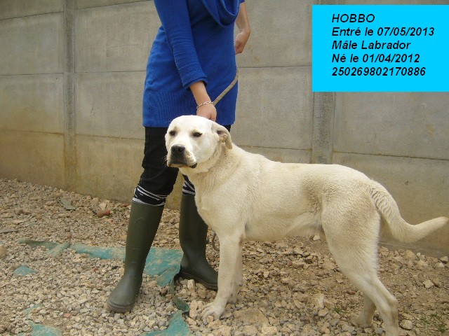 HOBBO Labrador 250269802170886 P1160017