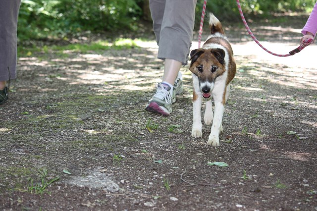 TIEBO Fox Terrier marron/blanc 250269802062207 Tiebo_10