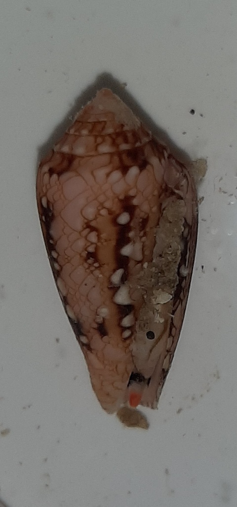 Conus (Cylinder) legatus   Lamarck, 1810 - Page 3 20200525