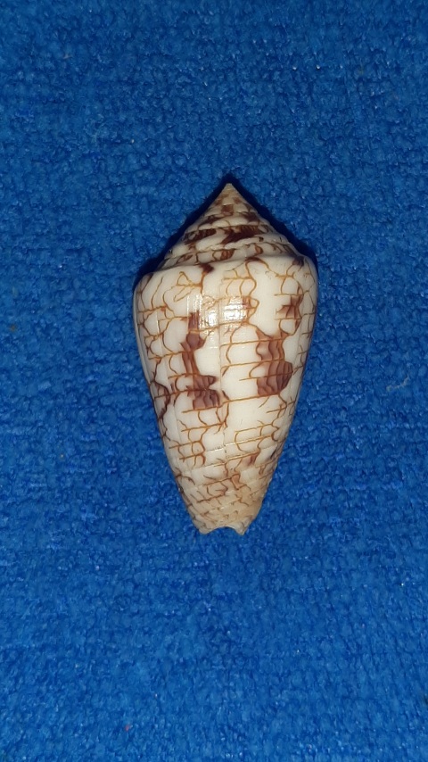 Ximeniconus (Perplexiconus) lucidus (Wood, 1828) 20230720