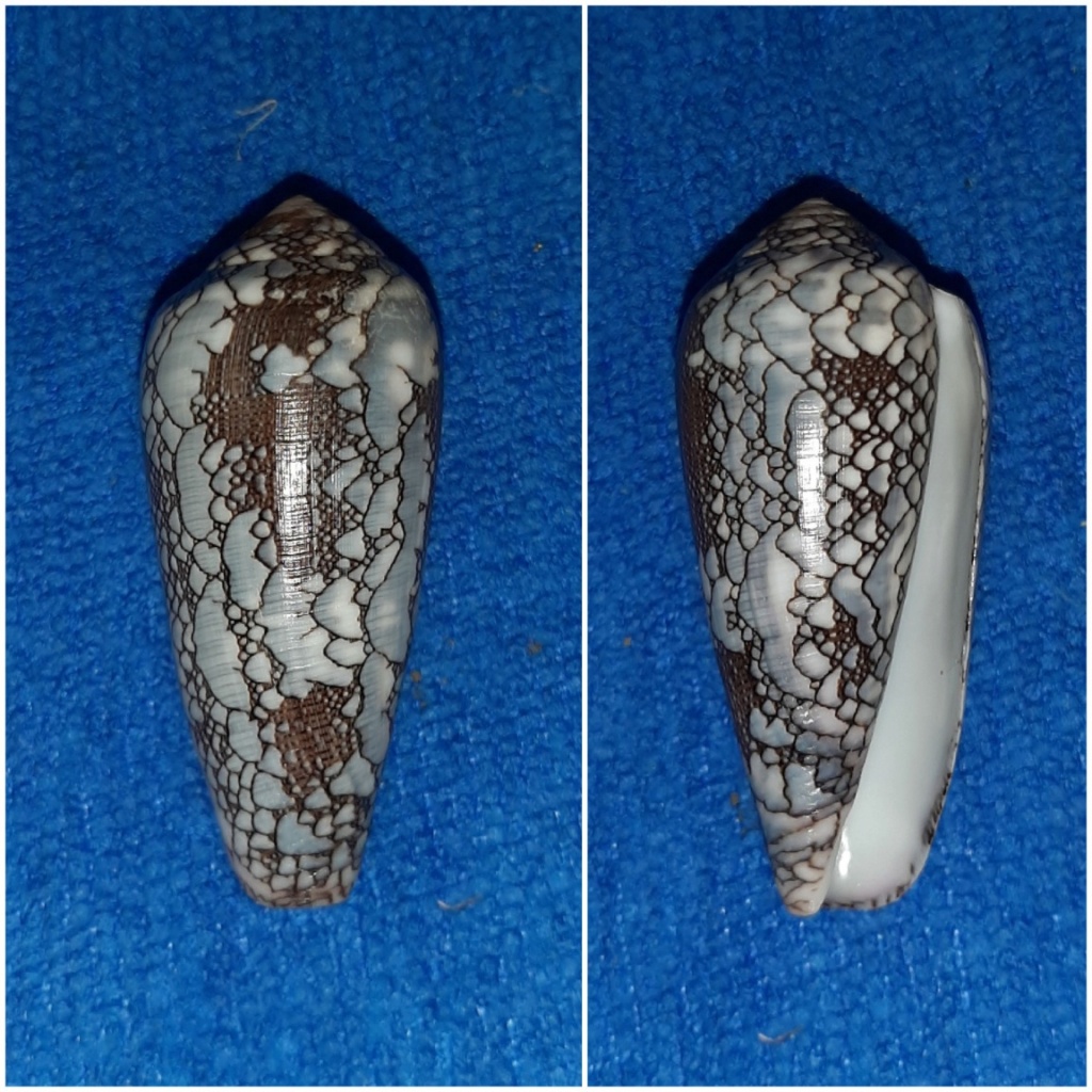 Conus (Darioconus) pennaceus Born, 1778  du Mozambique 20230726
