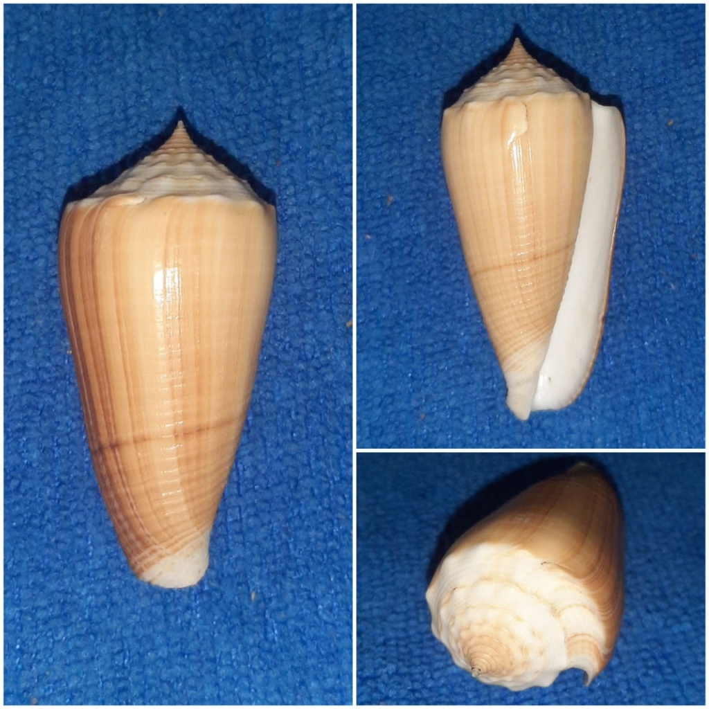 Conus (Asprella) sulcatus (Hwass in Bruguière, 1792) 20240104