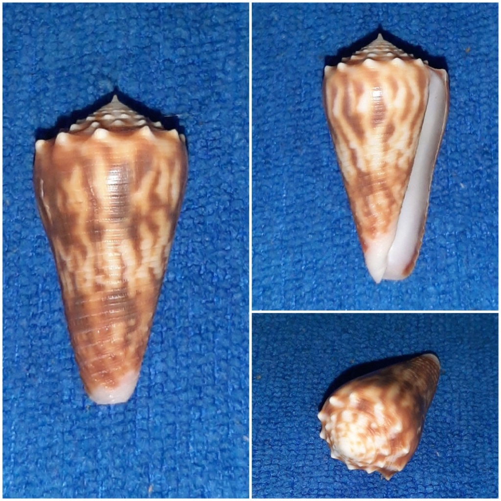 Conus (Phasmoconus) moluccensis   Küster, 1838 20240126