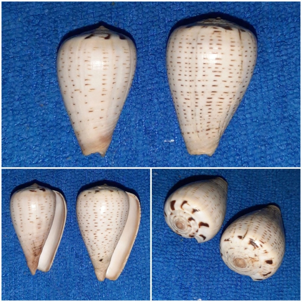 Conus (Dendroconus) glaucus  Linnaeus, 1758 20240129