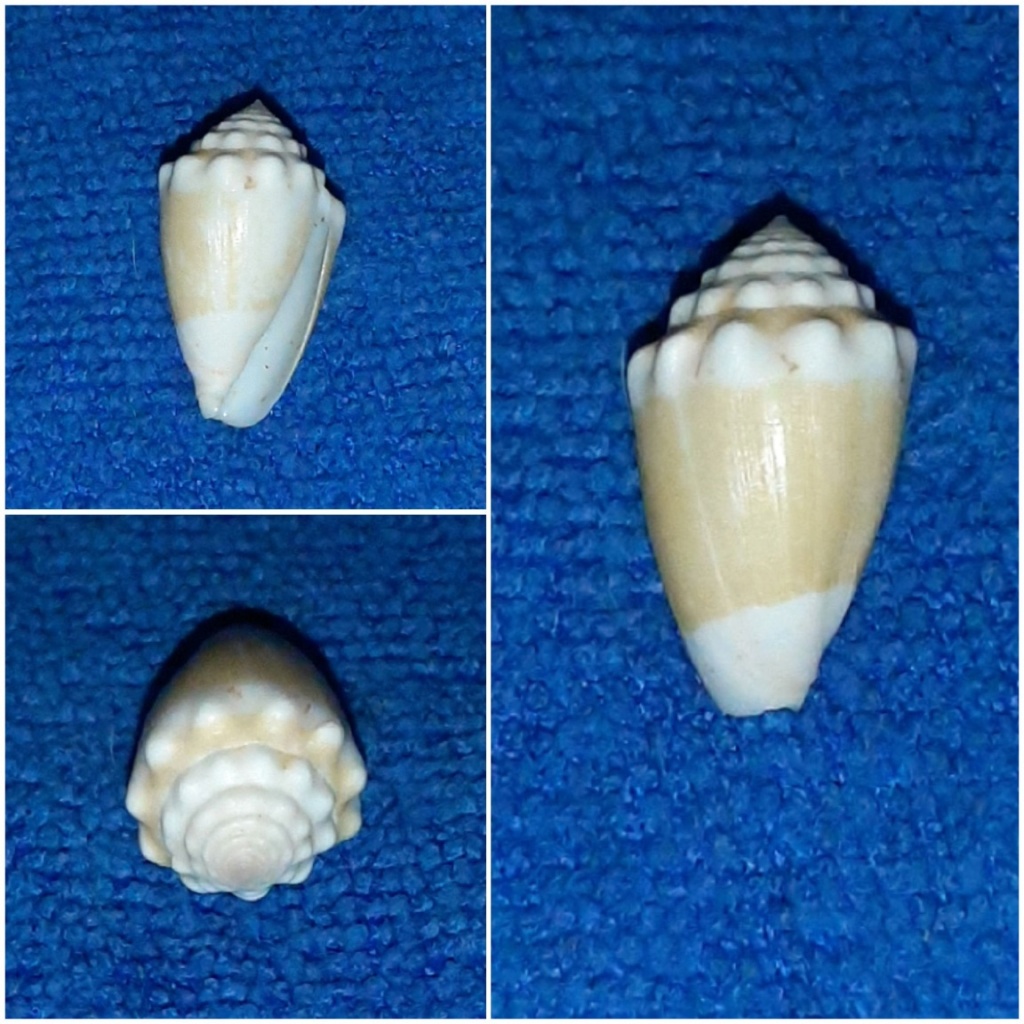 Conus (Virroconus) dorreensis Péron, 1807 20240249