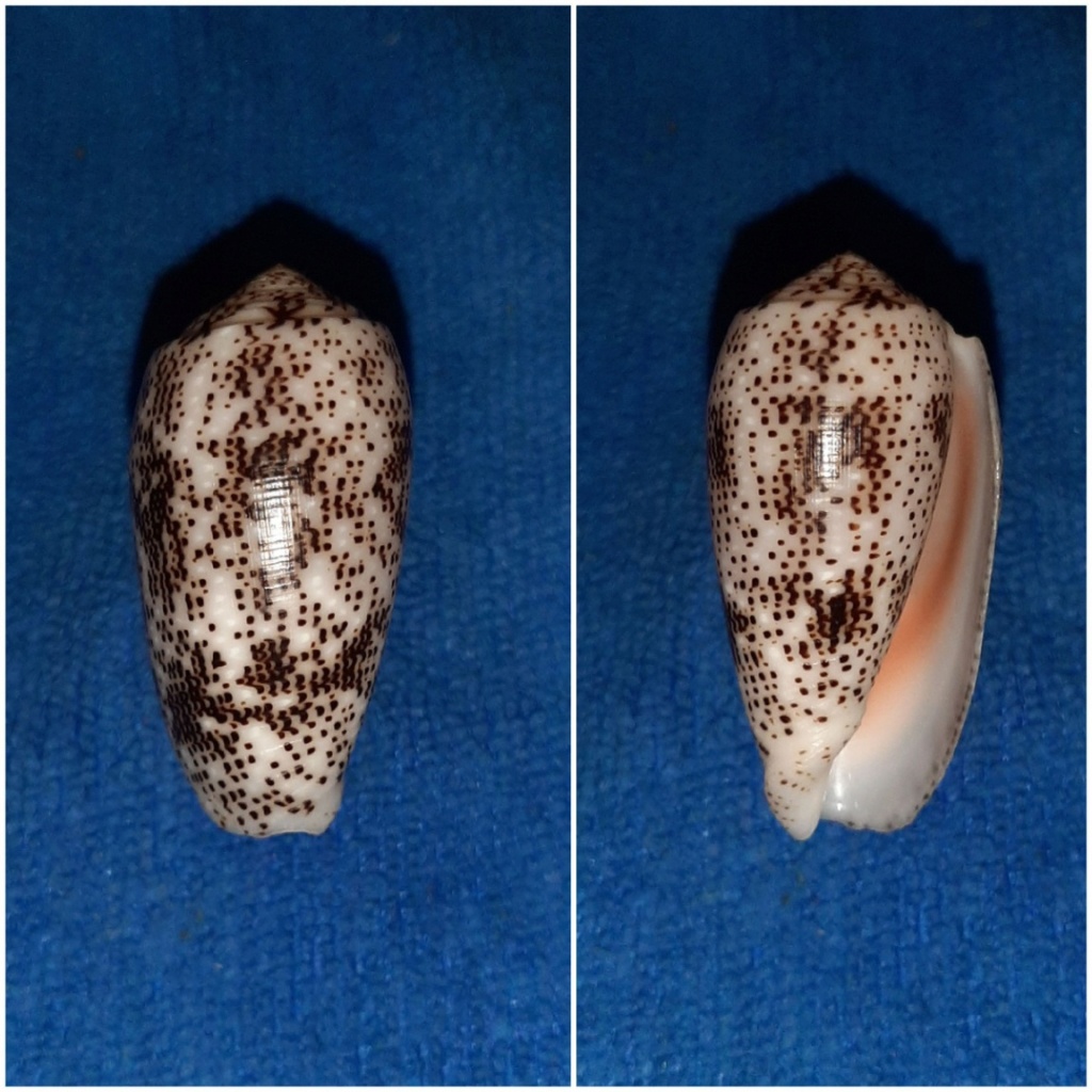 Conus (Pionoconus) stercusmuscarum   Linnaeus, 1758 20240253