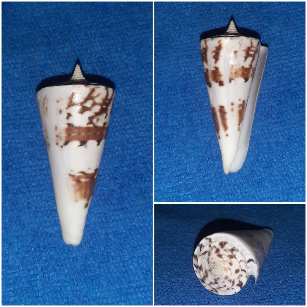 Conus (Splinoconus) bayani  Jousseaume, 1872 20240276