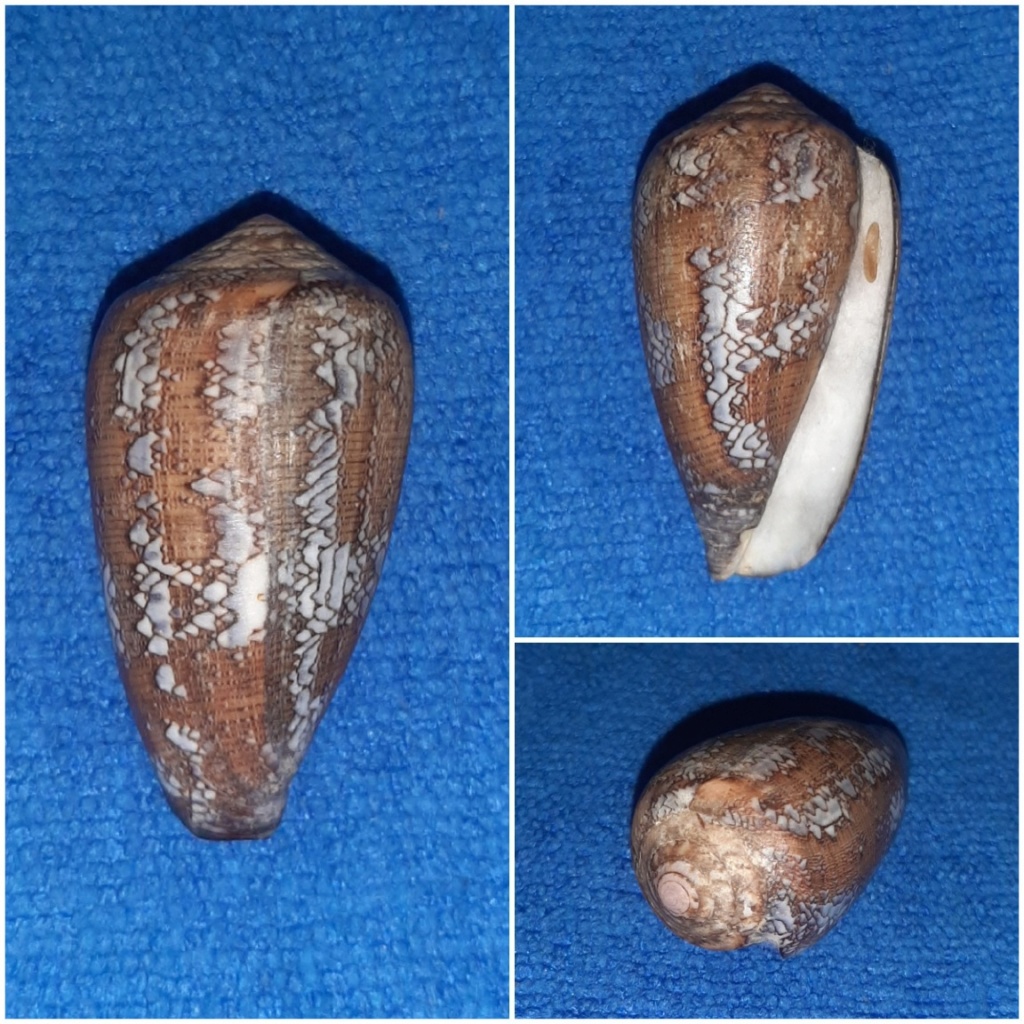 Conus deperditus - Conus de Madagascar ??? 20240281