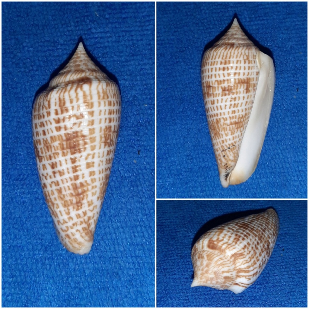 Conus (Phasmoconus) armadillo  Shikama, 1971 20240288