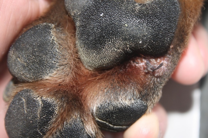 Point De Suture Qui Lache Chien Esam Solidarity