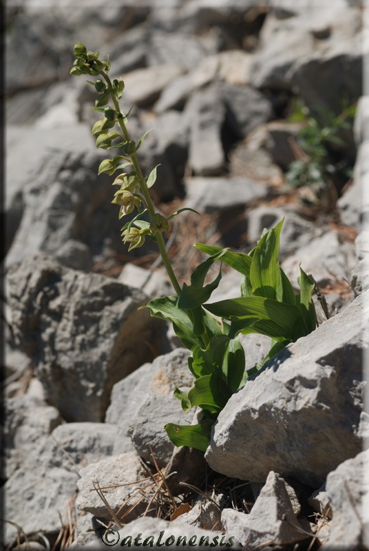 Epipactis tremolsii, Vingrau (66) le 26 mai Ep_tre11