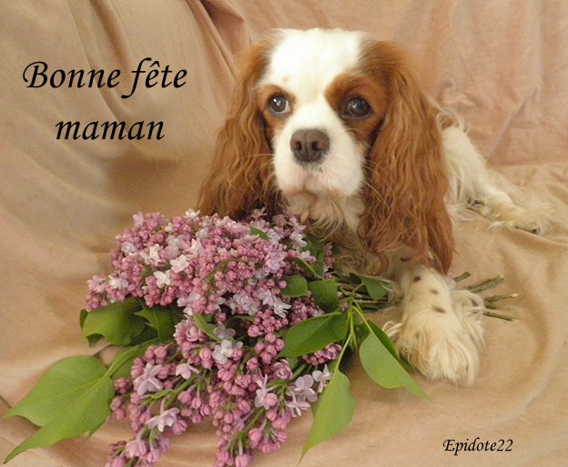 [Mai 2013] Les animaux fêtes les mamans! 1_epid11