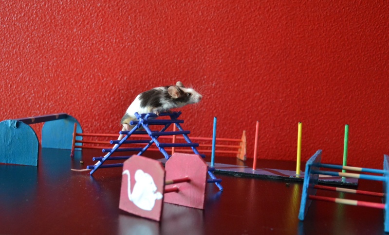 [Juin 2013] Les souris vont au cirque! 4_mis_10