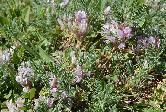 12 herbes médicinales à connaître absolument Herbes10