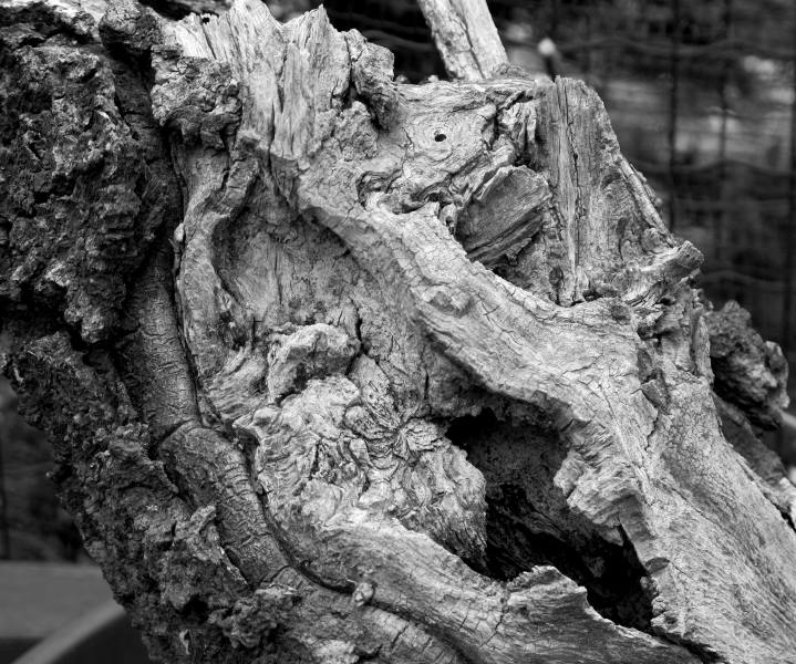 IL MIO GIARDINO ... bonsai e non  - Pagina 3 Img_2914