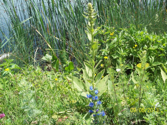 =Lac Serbanesti-Bacau,diverse,... 100_9842