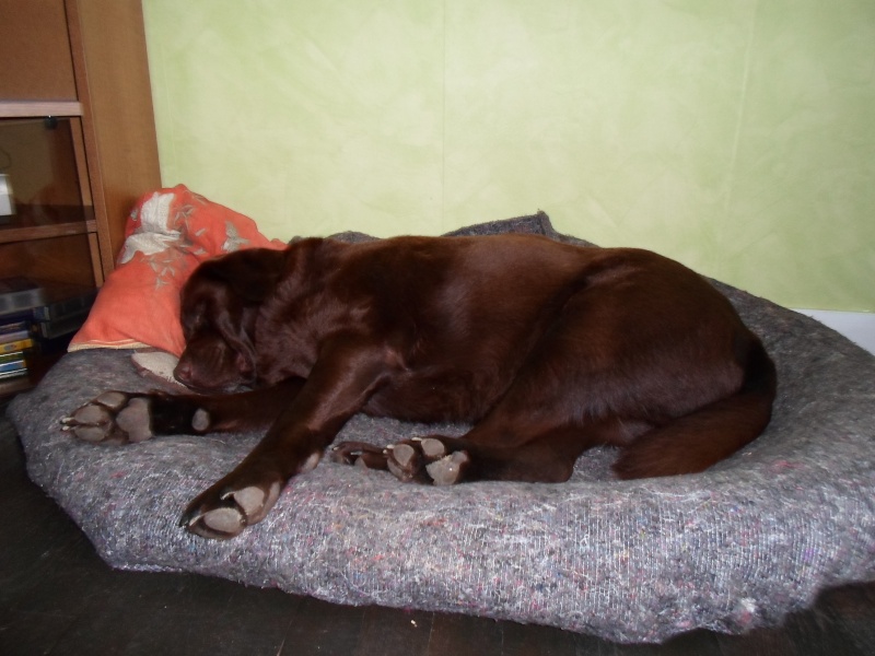 Concours photos "Mon chien pendant son sommeil..." - Page 3 Dormir10
