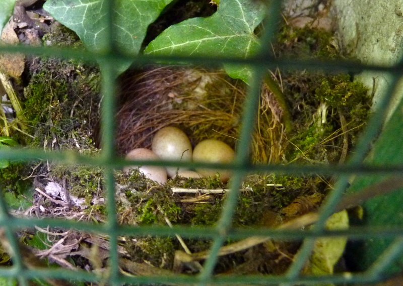 Photos des œufs de nos oiseaux d'élevage P1000210