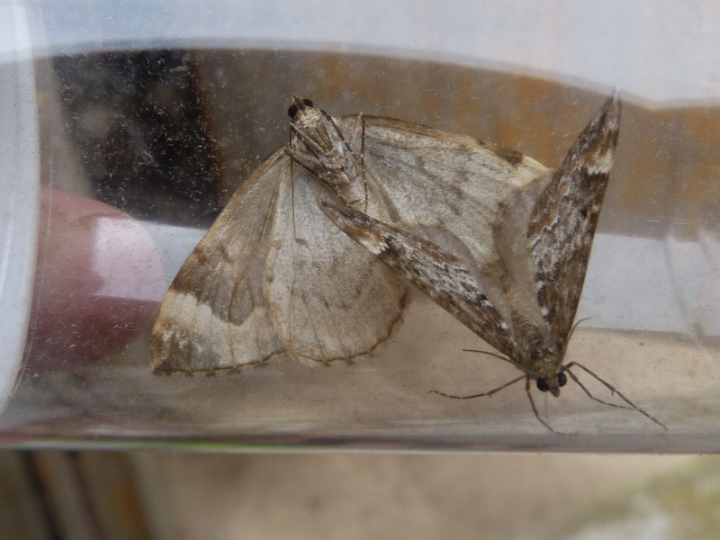 Chloroclysta truncata - La Cidarie roussâtre Chloro19